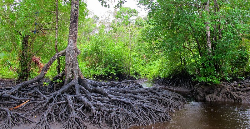  Mangrove forest on Lake Tabarisia in Mamberamo Raya, Papua. CIFOR/Mokhamad Edliadi