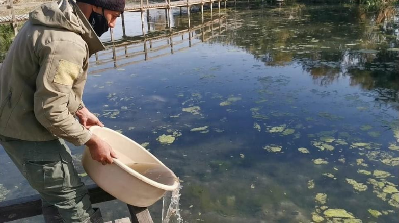 Reintroducing Azraq endemic killifish to the restored water pools. Photo: ©Hazem Khreisha