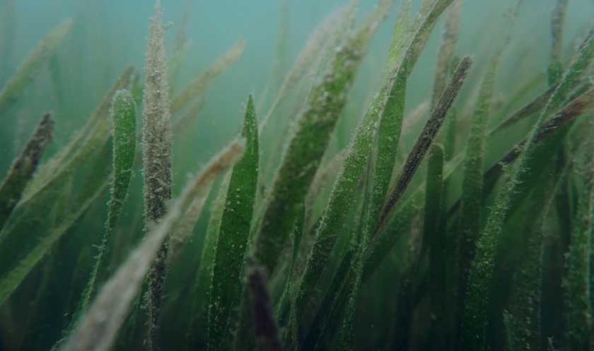 Photo: Unsplash/Tampa Bay Estuary Programme