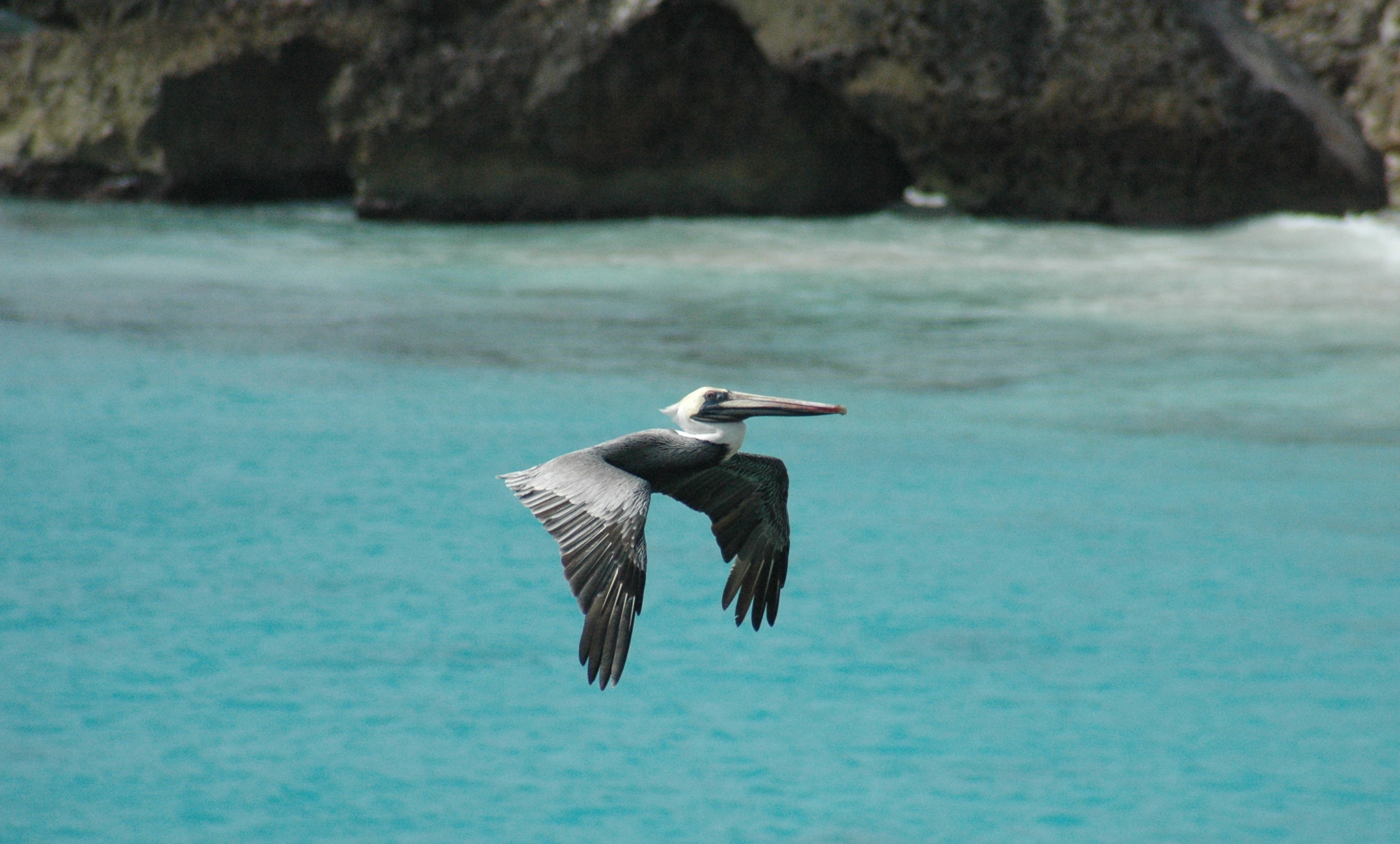 Washington Slagbaai, Pelecanus occidentalis