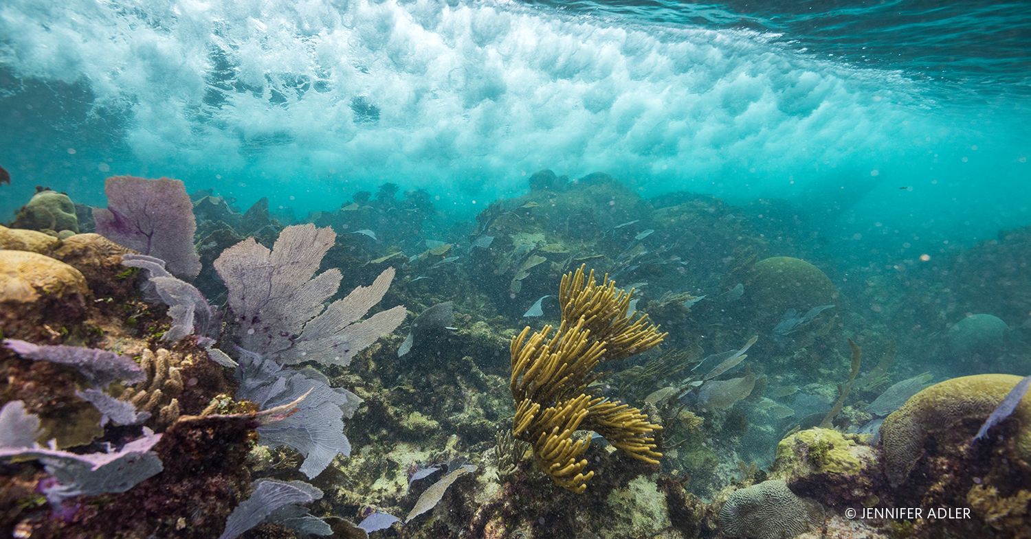 Mexico Reef , Photo creidts Jennifer Adler 